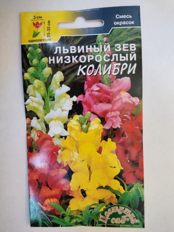 Львиный зев низкорослый