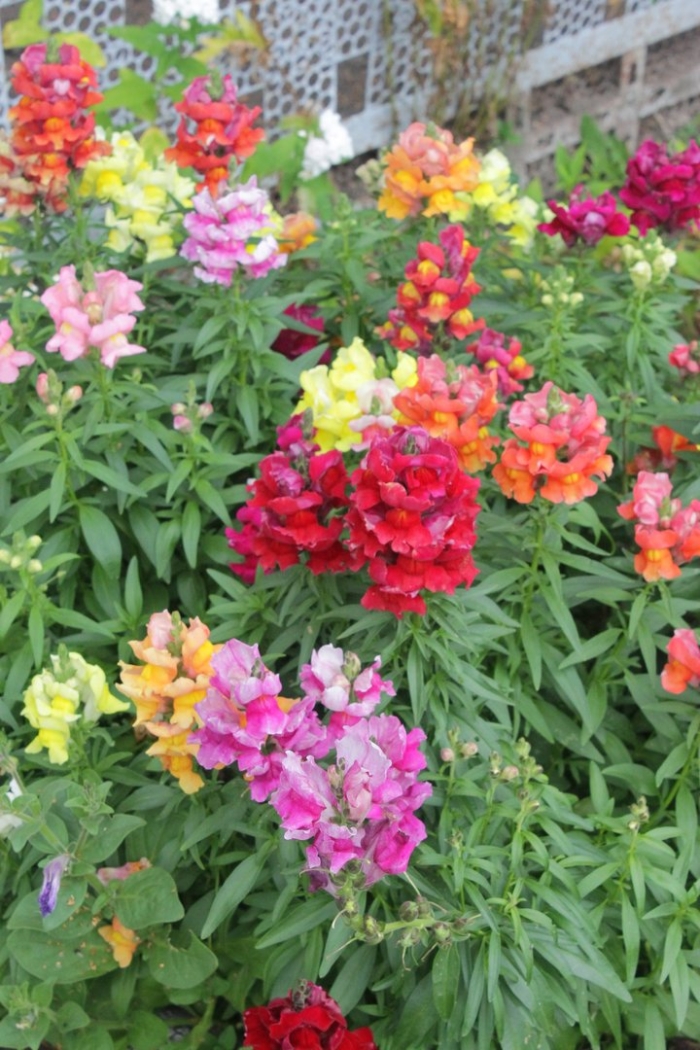 Львиный зев кимоси