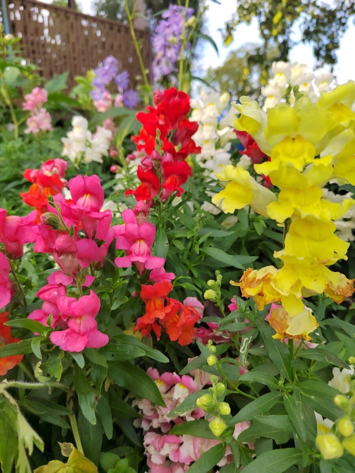 Львиный зев в клумбе