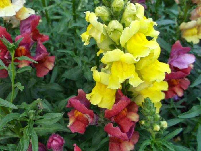 Львиный зев антирринум