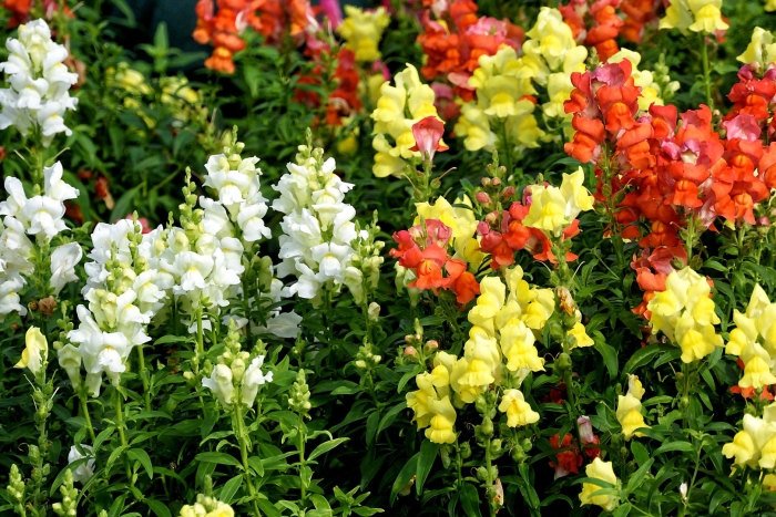 Львиный зев антирринум