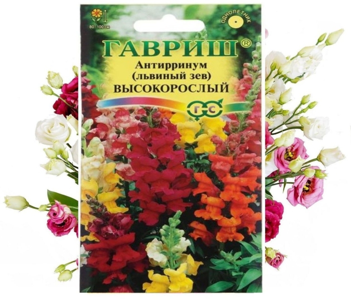 Гавриш антирринум львиный зев высокорослый