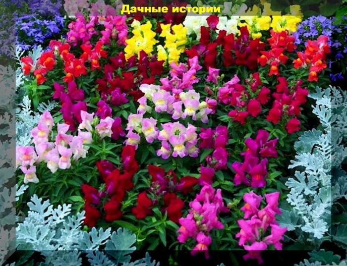 Львиный зев на клумбе