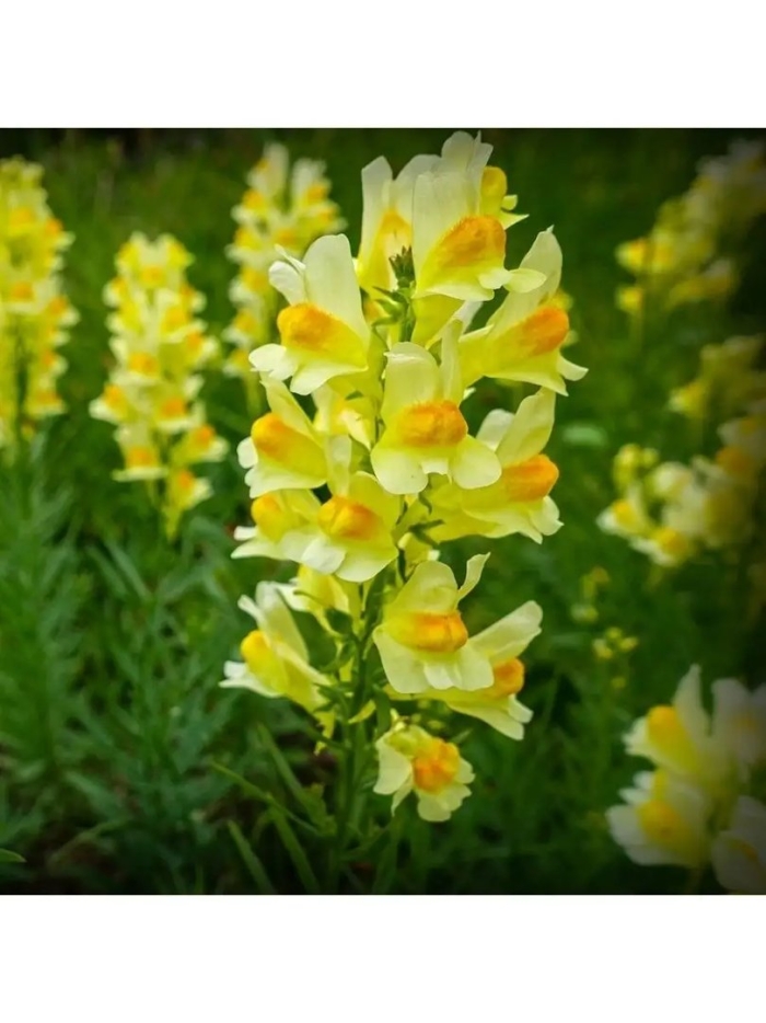 Львиный зев желтый