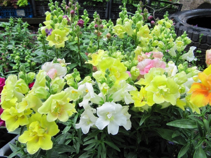 Антирринум (львиный зев) рассада