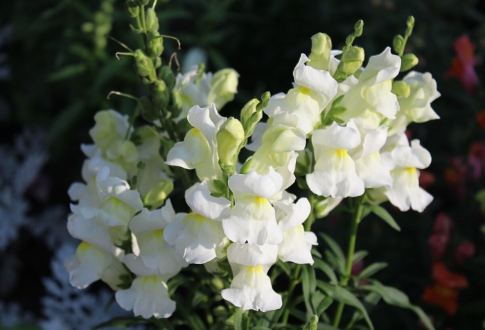 Антирринум белый