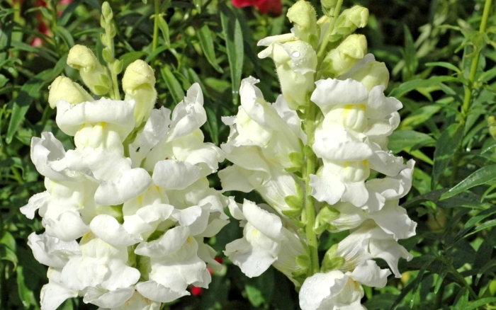Антирринум львиный зев белый