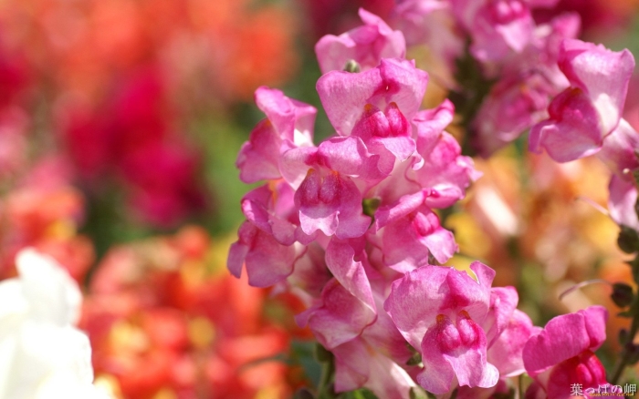 Антирринум львиный зев