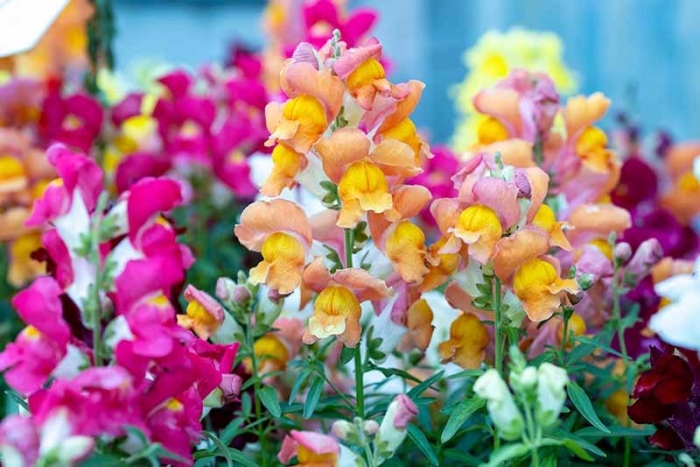 Antirrhinum majus
