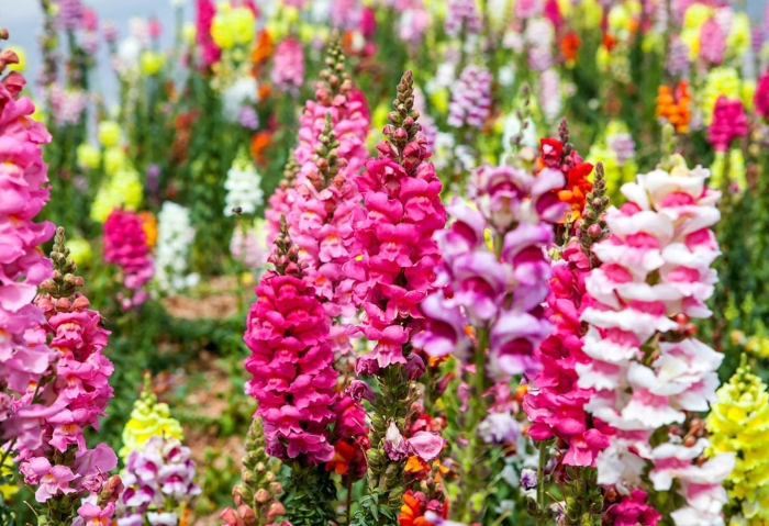 Антирринум большой