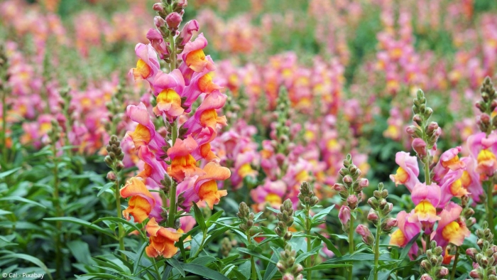 Львиный зев дикий полевой