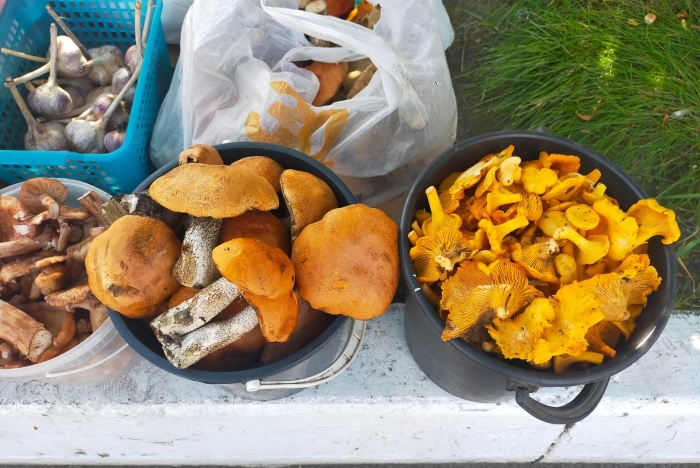 Грибы лисичка горбатая