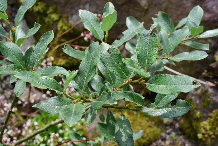 Ива пепельная salix cinerea