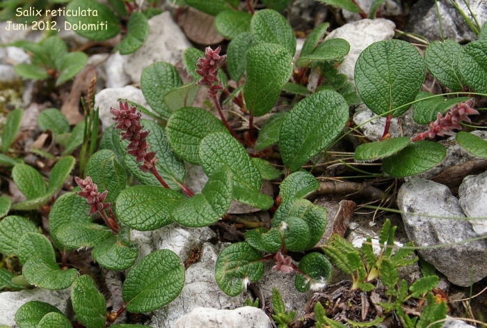 Ива арктическая