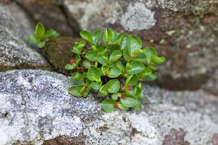Карликовая ива