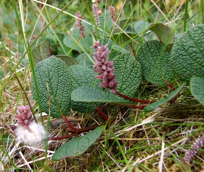 Salix hastata х reticulata