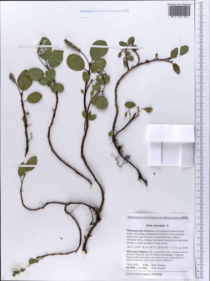 Cotoneaster cinnabarinus