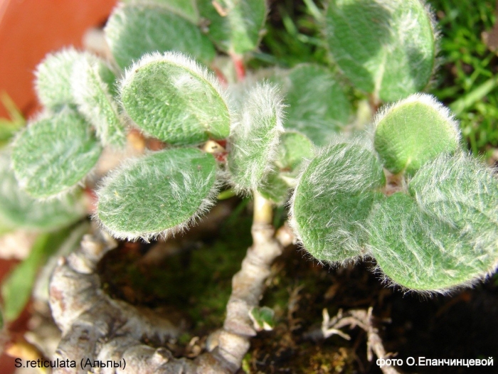 Аихризон дерево любви
