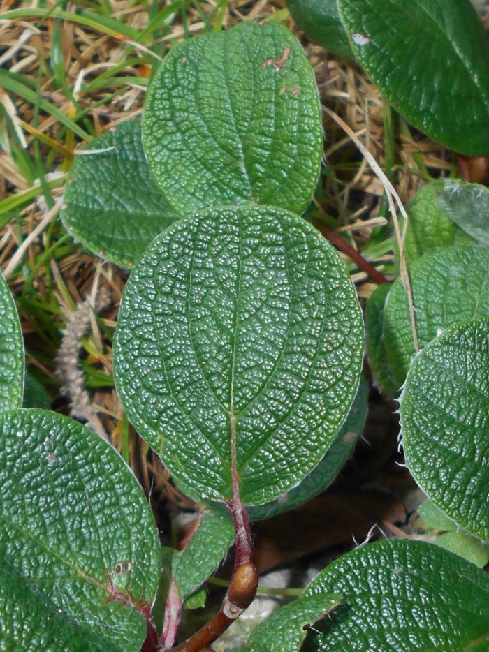 Ива сетчатая (salix reticulata).