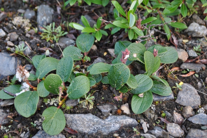 Ива прямосережчатая