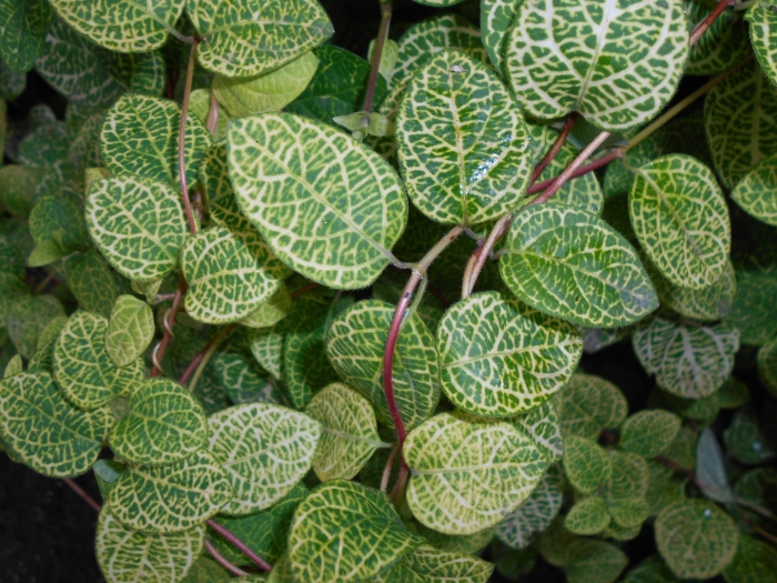 Жимолость японская ауреоретикулата