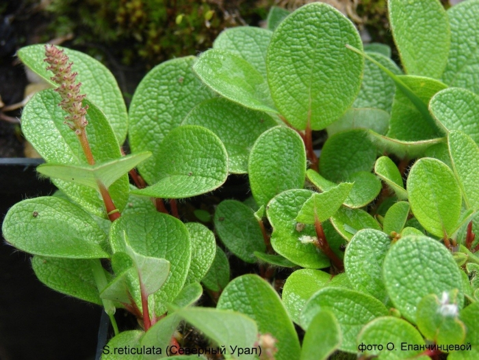 Ива полярная