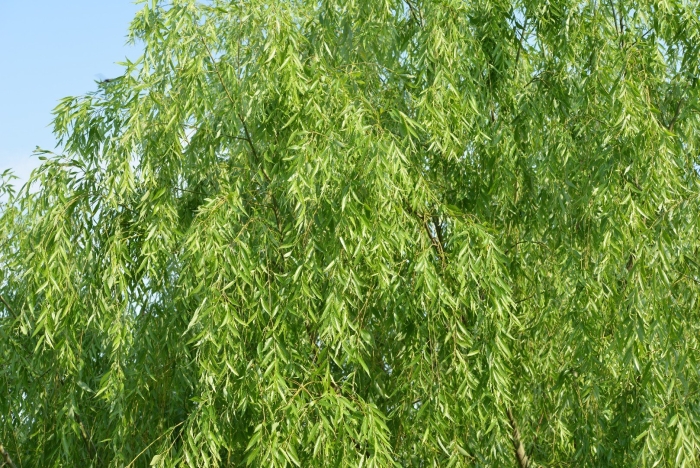 Ива плакучая