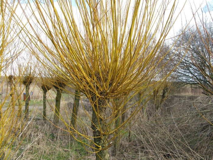 Дерен отпрысковый флавирамеа