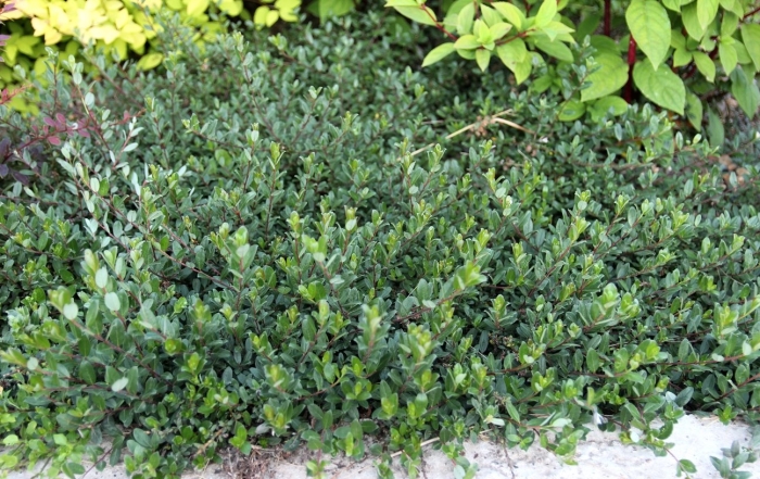 Ива ползучая nitida