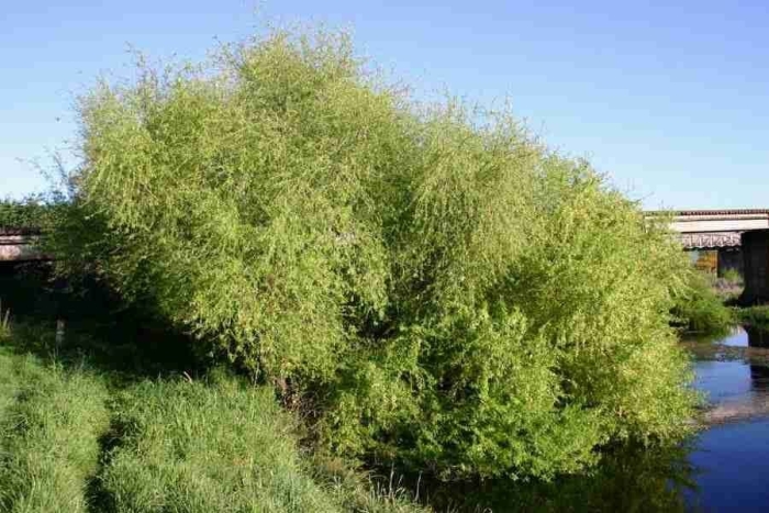 Ива извилистая salix matsudana
