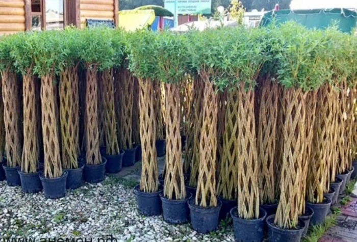 Плетеное дерево из ивы