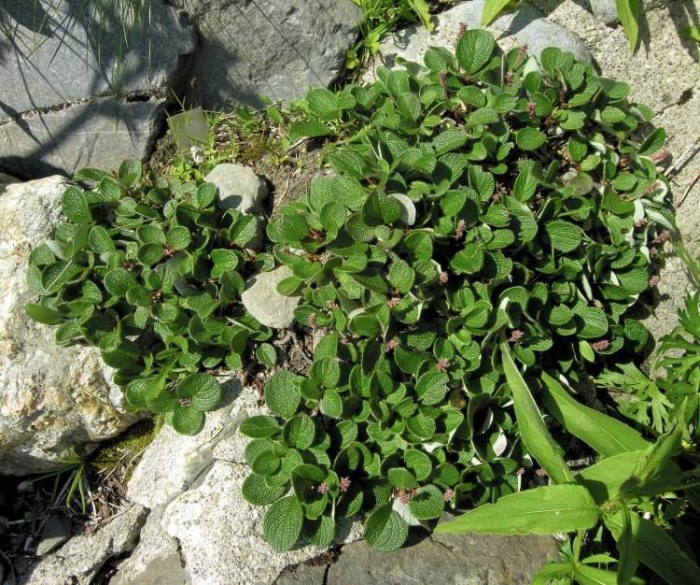 Plectranthus cremnus