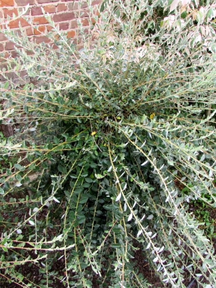 Ива ползучая грин карпет