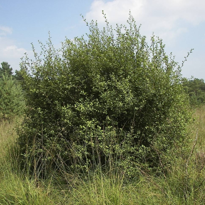 Ива кустарник