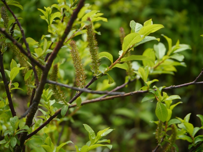 Salix wallichiana