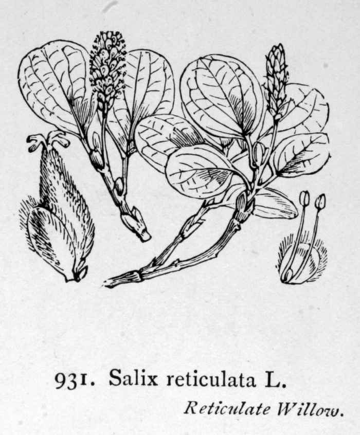 Полярная ива рисунок