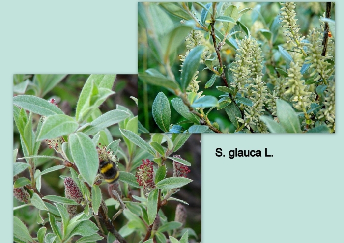 Ива лапландская salix lapponum