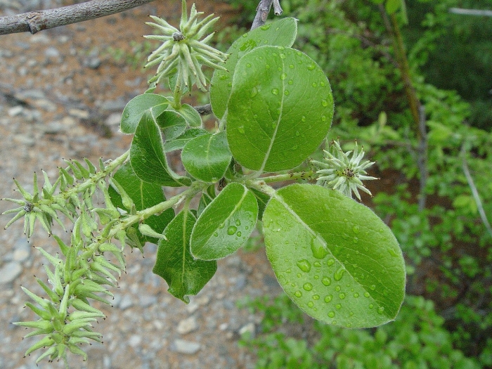 Ива козья salix caprea