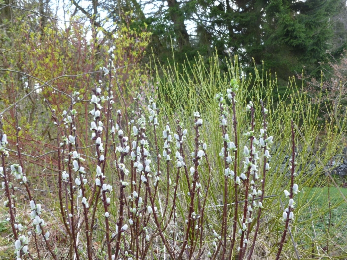 Ива копьевидная wehrhahnii