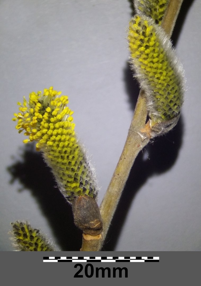 Salix taraikensis