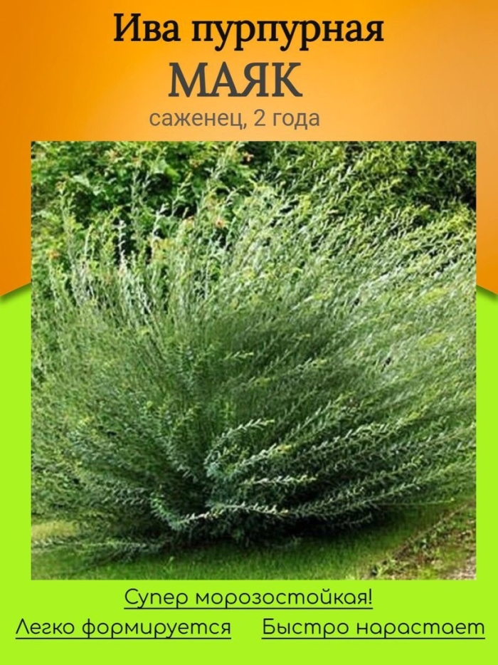 Ива пурпурная маяк