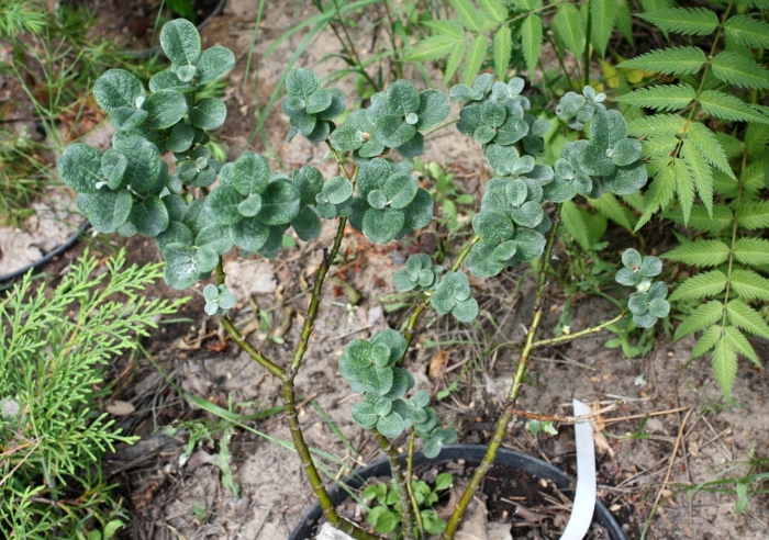 Ива карликовая бойда