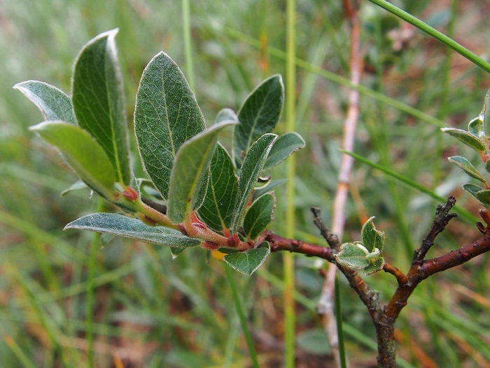Ива ползучая аргентеа