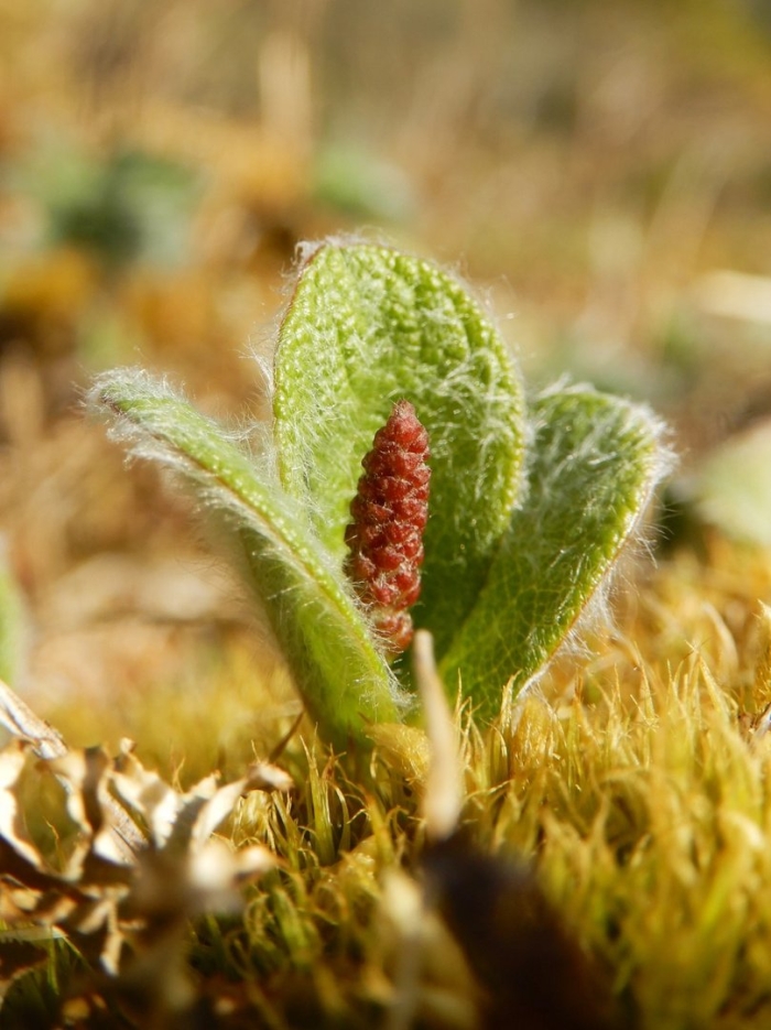 Ива арктическая salix arctica