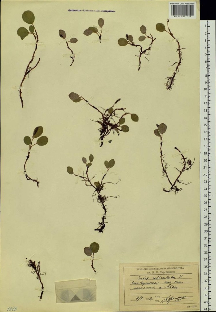 Черника обыкновенная гербарий