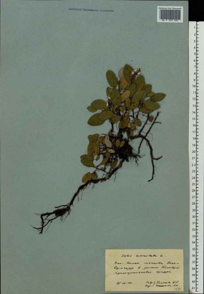 Брусника обыкновенная гербарий