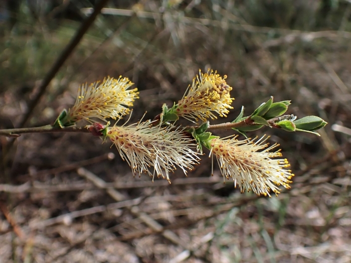Salix arenaria