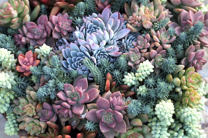 Растение суккулент