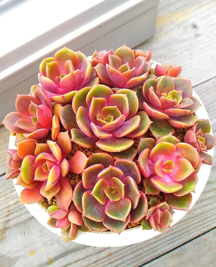 Цветок эхеверия