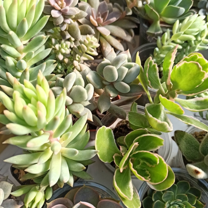 Эхеверия пульвината стрикта